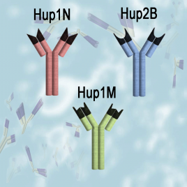 Protamine Monoclonal Antibodies