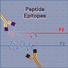 Protamine Epitopes