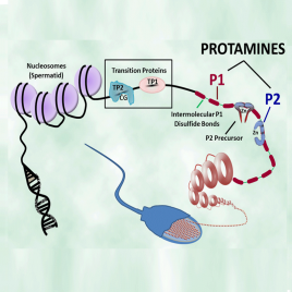 Mammalian Protamines